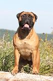 BULLMASTIFF 024